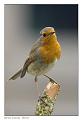 Erithacus_rubecula_3