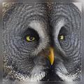 Owl_2