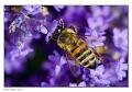 Apis_mellifera_1