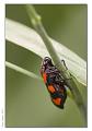 Cercopis_vulnerata_1