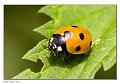 Coccinella_septempunctata_2