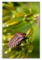 Graphosoma_lineatum_1