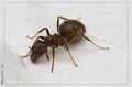 Lasius_niger_3