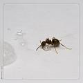 Lasius_niger_4