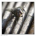 Muscidae_1