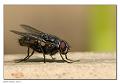 Muscidae_2