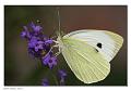 Pieris_brassicae_1