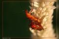 Rhagonycha_fulva_1