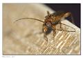 Rhagonycha_fulva_3