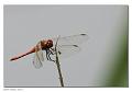 Sympetrum_sanguineum_01