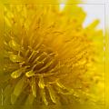 Taraxacum_officinale_1