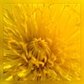 Taraxacum_officinale_3