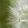 Taraxacum_officinale_5