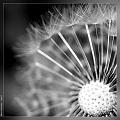 Taraxacum_officinale_6