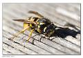 Vespula_germanica_2